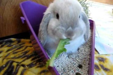 Bunny eating lettuce