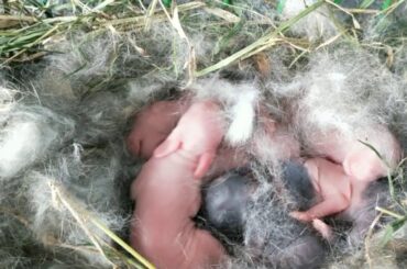 Rabbit birth in" 6 "baby bunny....