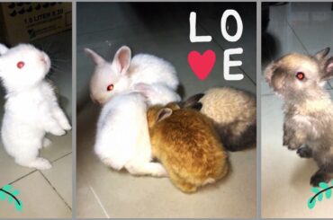 BUNNIES NAWALAN NG INA 2 weeks after sila pinanganak, Wonder Kath to the rescue!