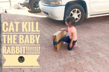 Cat kill baby rabbit😢
