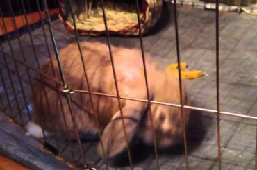 Cute Bunny Sneezes and Falls Asleep