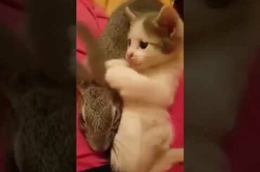 Cats and Rabbits are Best Friends
