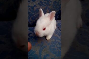 Funny Baby Rabbit Videos - Cute Baby Rabbits - Funny Bunny Baby Videos - Cute Bunnies Video