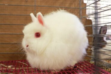 The Super Wooly.... Jersey Wooly Rabbit!