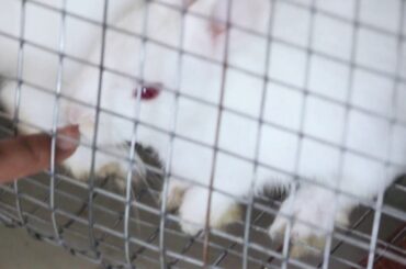 Do Rabbits Eat Fingers || Bunny Rabbits Cute Video || Animals Funny Video || Pets Life Video