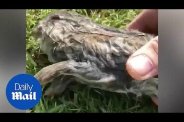 Man rescues unconscious baby rabbit from lake - Daily Mail