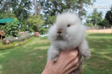 What Is a Lionhead Rabbit? | Small Pets