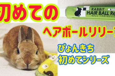 【うさぎ】ぴょんきち初めてのヘアボールリリーフ【かわいい】Cute rabbit eat hair ball relief for the first time #19