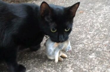 Tiny kitten eating a baby rabbit или маленький котёнок кушает малышку-зайку!