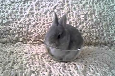 Cute Rabbit