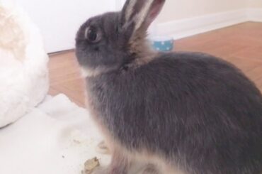 Baby Bunny Eats A Cookie - Netherland Dwarf Rabbit