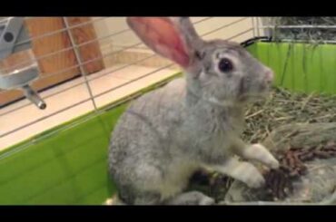 cute rabbit eating food