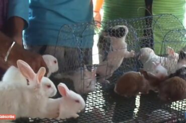 2018 Rabbit for sale Galiff street pet market kolkata || exotic rabbit ||wholesale pet ||rabbit sale