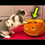 Rabbit Doesn't Like Pumpkin
