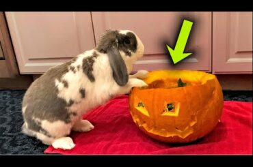 Rabbit Doesn't Like Pumpkin
