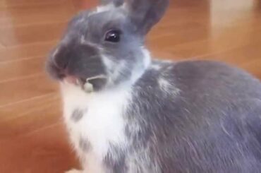 Cute bunny eating hay NomNomNom!