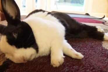 Sleeping rabbit having a nightmare and begging to be let inside during a zombie apocalypse