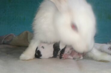 My Cute Rabbit Feeding her 5 babies(1). Please Subscribe My channel friends