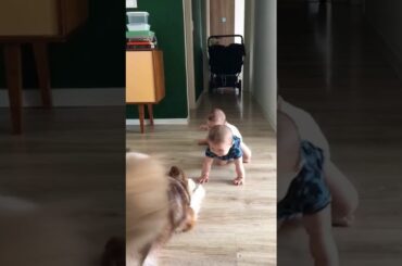 Dog cute baby