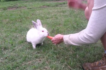 Cute Bunny Eating A Carrot!