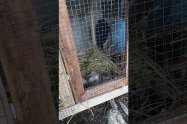 Rabbit Gave birth!