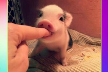 Funny and Cute Piggy Compilation 🐷 - Cutest Piggy In The World