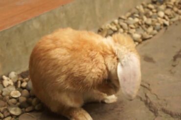 Super cute bunny grooming =^_^= Очень милый кролик чистит мордочку