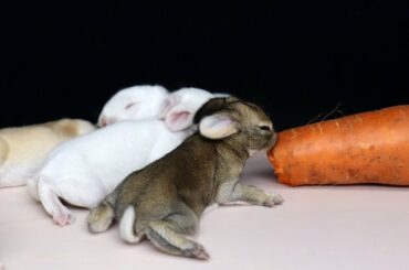 Zinno Experiment: Funny rabbit | Eat carrots