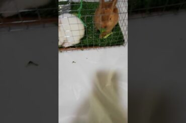 Smoky  in cooky so cute dis two rabbit