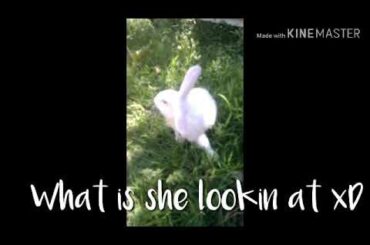 My cute bunny READ DESC