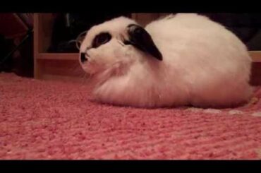 My Weird Rabbit Rolling Over