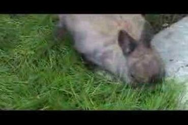 Rabbit  building a nest