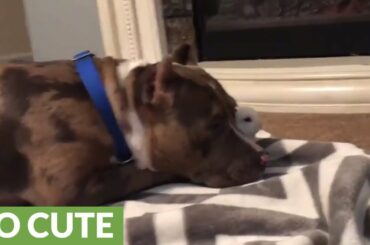 Pit Bull absolutely obsessed with cute baby bunny