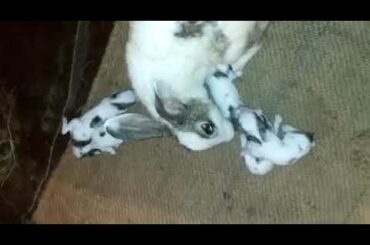 Cute rabbit