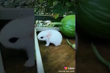 cute rabbit