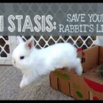 GI Stasis: Save your Rabbit's Life!