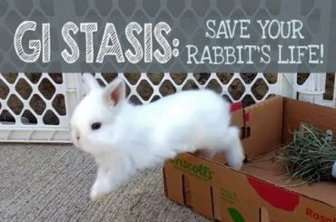 GI Stasis: Save your Rabbit's Life!