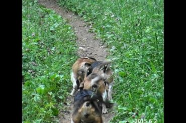 Skyview's Beagles Running Baby Rabbit June 3 2015