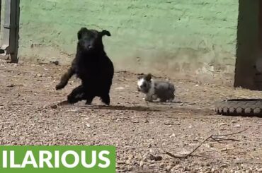 Bunny rabbit chases dog around the yard