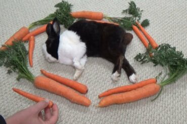 Waking a sleeping rabbit by surrounding him with carrots