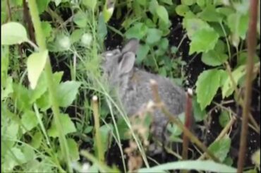 Baby Rabbit in the Garden