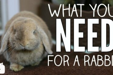 What you NEED for a rabbit
