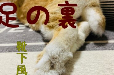 【足萌え】うさぎの足は可愛い説。 cute rabbit