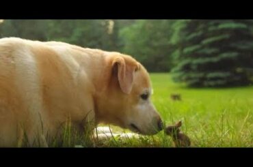 Dog Meets Baby Bunny And Decides To Keep Him Forever