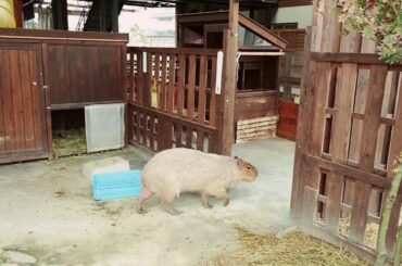 Capybara and Cute Bunny!