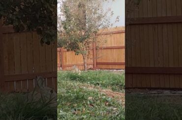 Time lapse of a baby wild rabbit