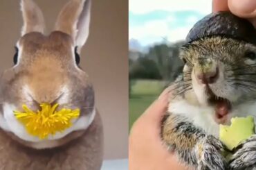 💗Aww -Cute baby animals Videos Compilation cute moment of the animals