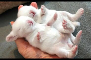 CONEJITOS BEBES con 13 días, CUTE BUNNIES 🍼🐇🐇🐇