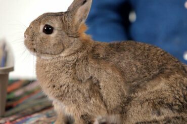 How to Know When to Euthanize a Rabbit | Pet Rabbits