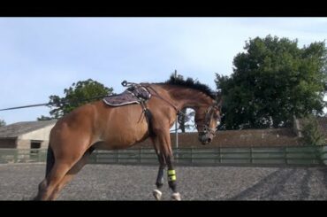 Bunny Rabbit Horse [2]